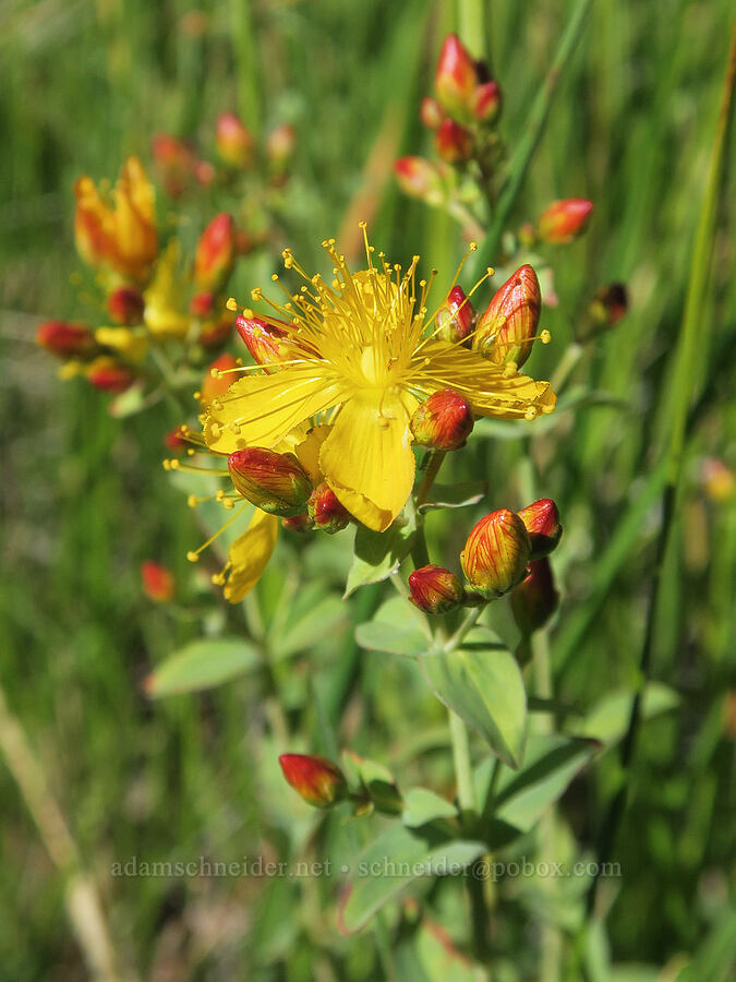 western St.-John's-wort (Hypericum scouleri) [Post Meadows, Hart Mountain National Antelope Refuge, Lake County, Oregon]