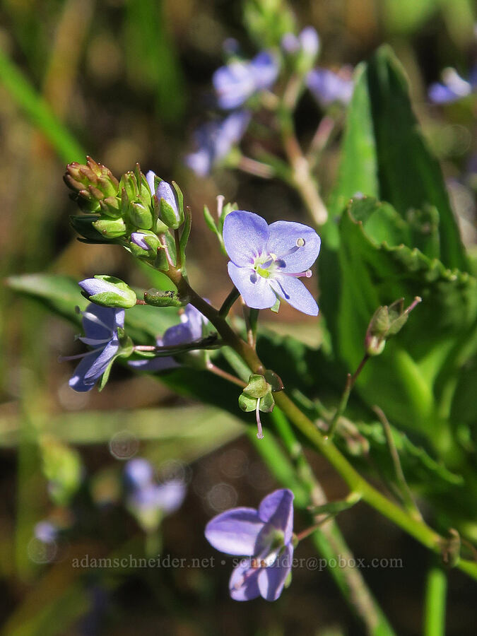 American speedwell (Veronica americana) [Post Meadows, Hart Mountain National Antelope Refuge, Lake County, Oregon]