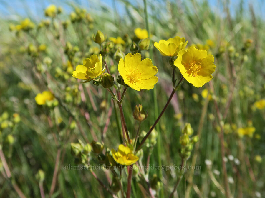 graceful cinquefoil (Potentilla gracilis var. gracilis) [Post Meadows, Hart Mountain National Antelope Refuge, Lake County, Oregon]
