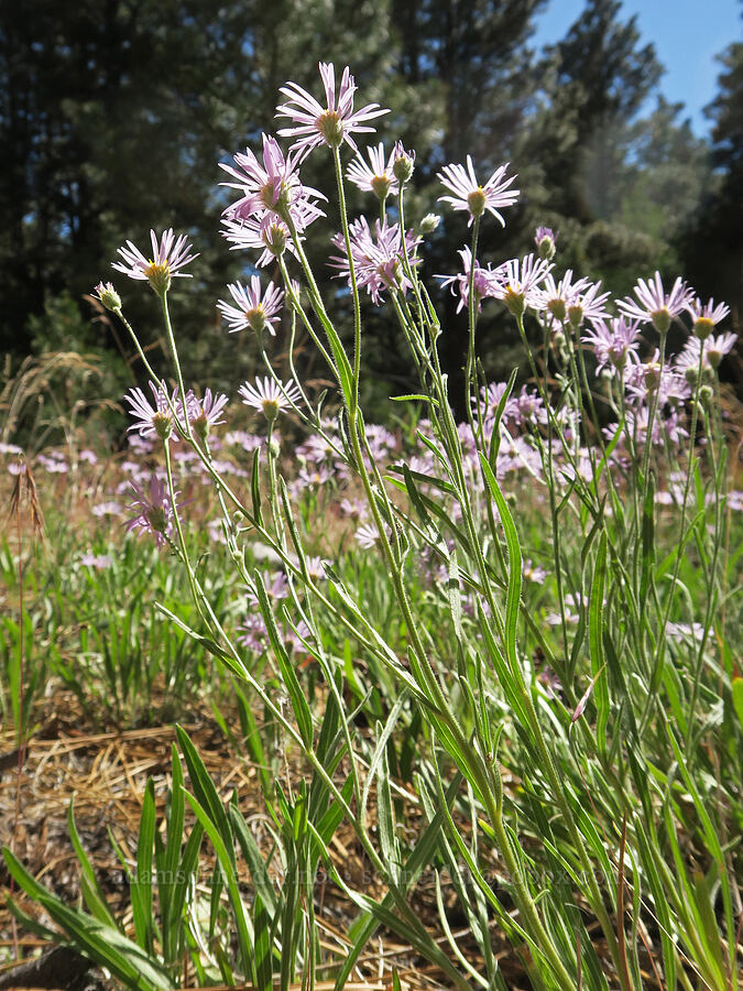 foothill/long-leaf fleabane (Erigeron corymbosus) [Barnhardy Road, Hart Mountain National Antelope Refuge, Lake County, Oregon]