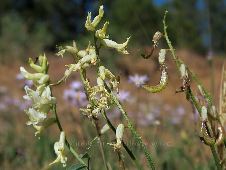curve-pod milk-vetch (Astragalus curvicarpus var. curvicarpus) [Barnhardy Road, Hart Mountain National Antelope Refuge, Lake County, Oregon]
