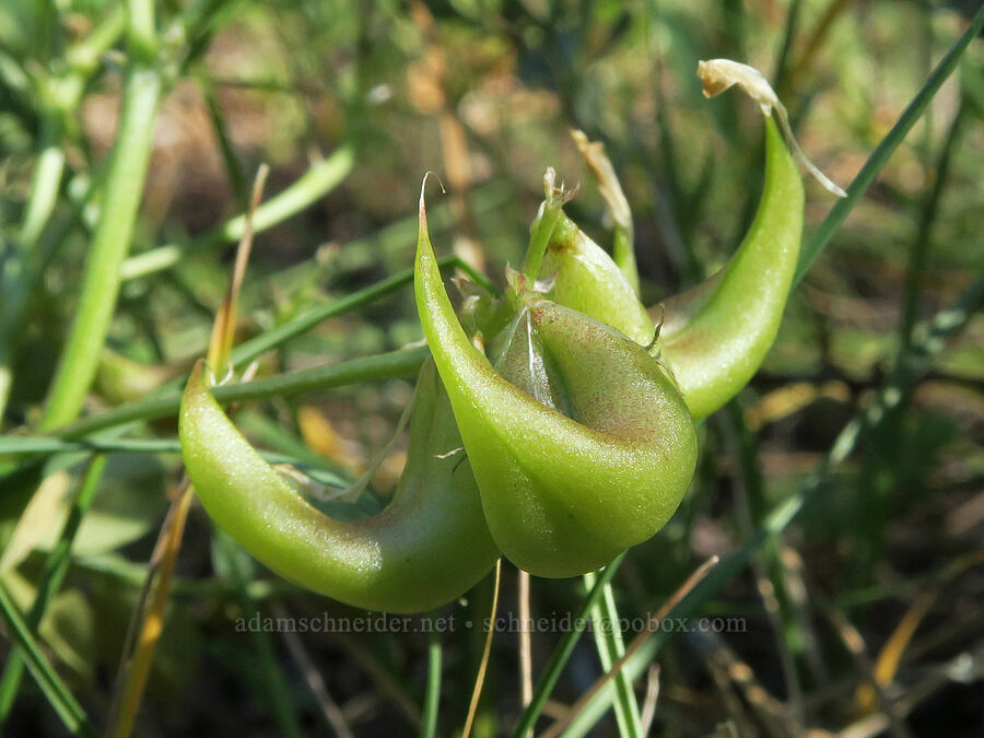 freckled milk-vetch pods (Astragalus lentiginosus) [Barnhardy Road, Hart Mountain National Antelope Refuge, Lake County, Oregon]