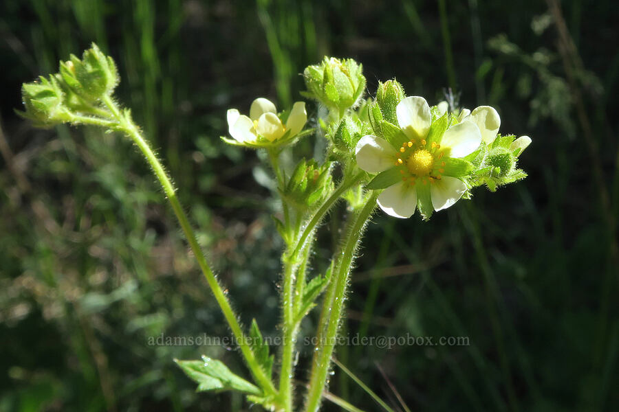 valley cinquefoil (Drymocallis convallaria (Potentilla arguta var. convallaria)) [Barnhardy Road, Hart Mountain National Antelope Refuge, Lake County, Oregon]
