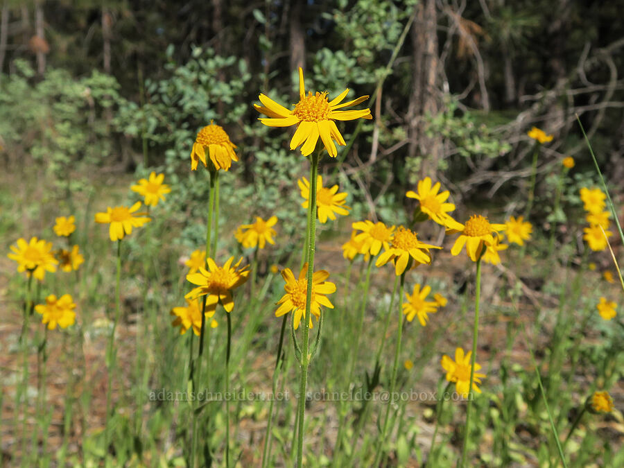arnica (Arnica sp.) [Barnhardy Road, Hart Mountain National Antelope Refuge, Lake County, Oregon]