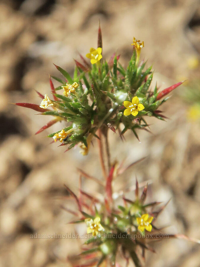 Brewer's navarretia (Navarretia breweri) [Blue Sky Road, Hart Mountain National Antelope Refuge, Lake County, Oregon]
