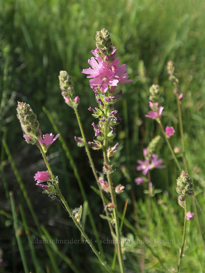 Oregon checker-mallow (Sidalcea oregana) [Hart Mountain Hot Springs, Hart Mountain National Antelope Refuge, Lake County, Oregon]