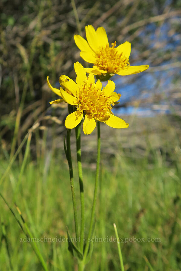 arnica (Arnica sp.) [Hart Mountain Hot Springs, Hart Mountain National Antelope Refuge, Lake County, Oregon]