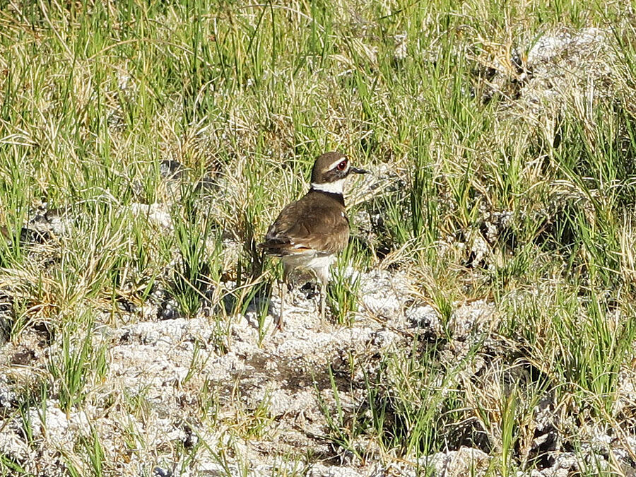 killdeer on salty ground (Charadrius vociferus) [Hart Mountain Hot Springs, Hart Mountain National Antelope Refuge, Lake County, Oregon]