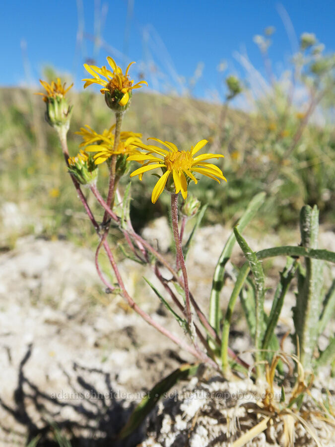 lance-leaf goldenweed (Pyrrocoma lanceolata (Haplopappus lanceolatus)) [Hart Mountain Hot Springs, Hart Mountain National Antelope Refuge, Lake County, Oregon]