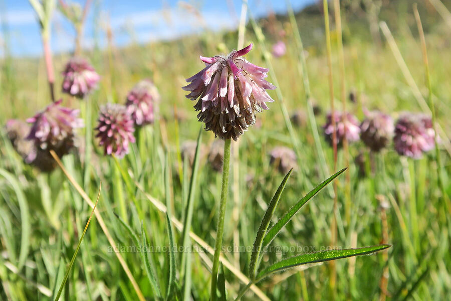 Cusick's clover (Trifolium eriocephalum ssp. cusickii) [Hart Mountain Hot Springs, Hart Mountain National Antelope Refuge, Lake County, Oregon]