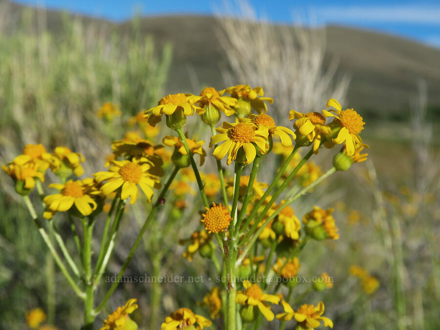 streambank groundsel (Packera pseudaurea (Senecio pseudaureus)) [Hart Mountain Hot Springs, Hart Mountain National Antelope Refuge, Lake County, Oregon]