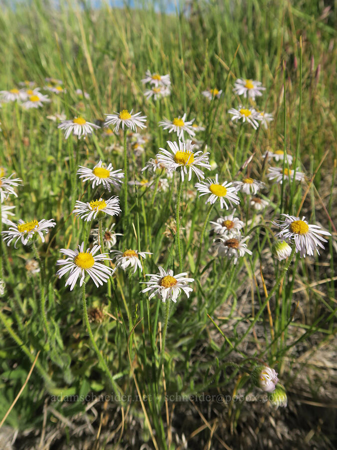 shaggy fleabane (Erigeron pumilus) [Hart Mountain Hot Springs, Hart Mountain National Antelope Refuge, Lake County, Oregon]
