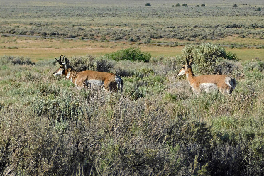 pronghorn antelope (Antilocapra americana oregona) [Blue Sky Road, Hart Mountain National Antelope Refuge, Lake County, Oregon]