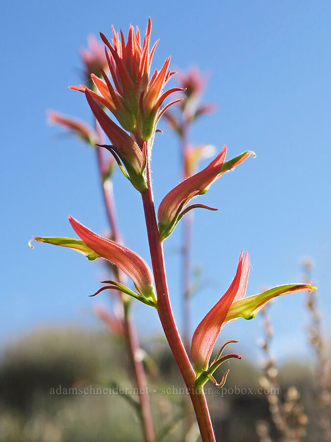narrow-leaf paintbrush (Castilleja linariifolia) [Hart Mountain Road, Hart Mountain National Antelope Refuge, Lake County, Oregon]