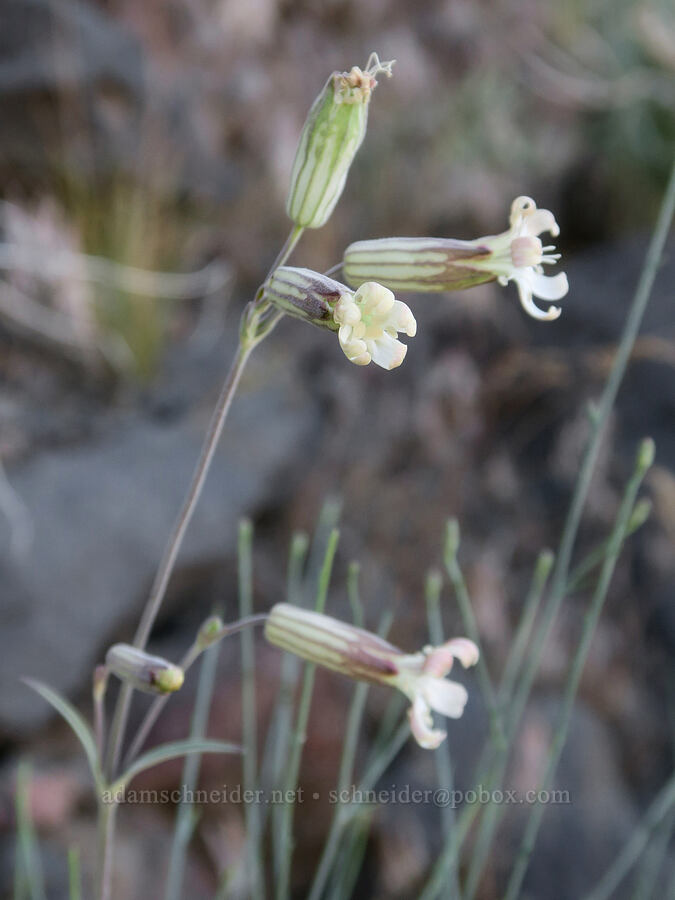 Douglas' catchfly (Silene douglasii) [Hart Mountain Road, Hart Mountain National Antelope Refuge, Lake County, Oregon]