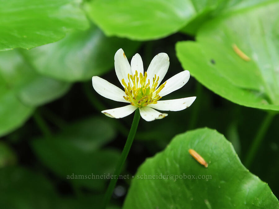 white marsh-marigold (Caltha biflora (Caltha leptosepala var. biflora)) [Multorpor Fen Trail, Mt. Hood National Forest, Clackamas County, Oregon]