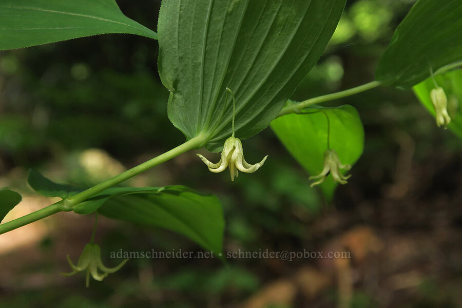 clasping twisted-stalk (Streptopus amplexifolius) [Multorpor Fen Trail, Mt. Hood National Forest, Clackamas County, Oregon]