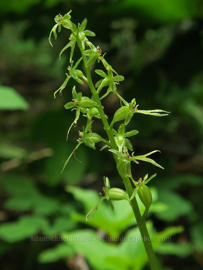 heart-leaf twayblade (Neottia cordata (Listeria cordata)) [Multorpor Fen Trail, Mt. Hood National Forest, Clackamas County, Oregon]
