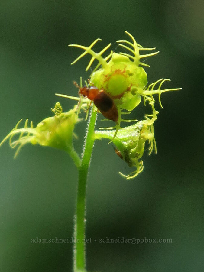 five-stamen mitrewort (Pectiantia pentandra (Mitella pentandra)) [Multorpor Fen Trail, Mt. Hood National Forest, Clackamas County, Oregon]