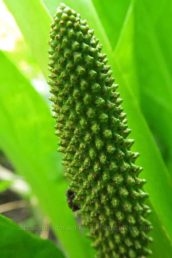 skunk cabbage spadix (Lysichiton americanus) [Multorpor Fen Trail, Mt. Hood National Forest, Clackamas County, Oregon]