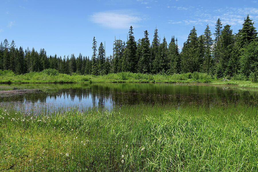 Multorpor Fen [Multorpor Fen Trail, Mt. Hood National Forest, Clackamas County, Oregon]