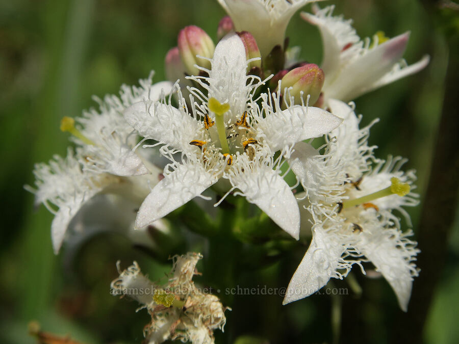 bog-bean (buckbean) (Menyanthes trifoliata) [Multorpor Fen, Mt. Hood National Forest, Clackamas County, Oregon]