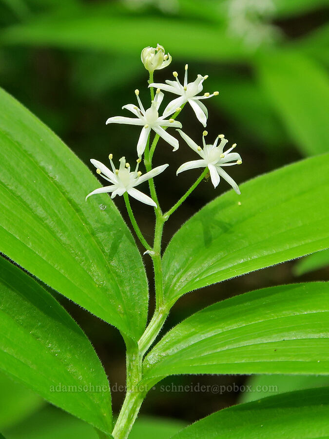 starry false Solomon's-seal (Maianthemum stellatum (Smilacina stellata)) [Summit Trail, Mt. Hood National Forest, Clackamas County, Oregon]