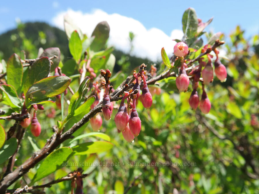 bog blueberry flowers (Vaccinium uliginosum) [Multorpor Fen, Mt. Hood National Forest, Clackamas County, Oregon]