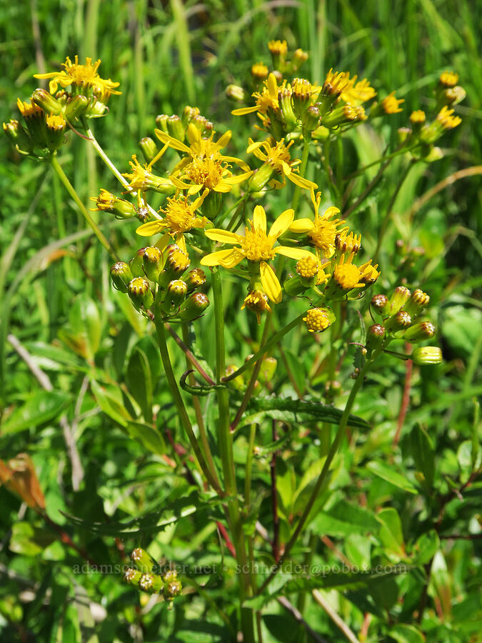 arrow-leaf groundsel (Senecio triangularis) [Multorpor Fen, Mt. Hood National Forest, Clackamas County, Oregon]
