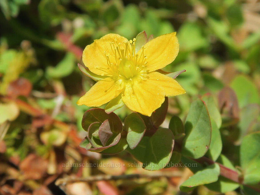 bog St.-John's-wort (tinker's penny) (Hypericum anagalloides) [Multorpor Fen, Mt. Hood National Forest, Clackamas County, Oregon]