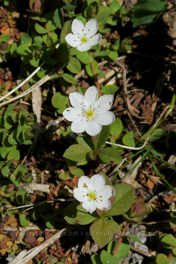 arctic starflowers (Lysimachia europaea ssp. arctica (Trientalis arctica ssp. arctica)) [Multorpor Fen, Mt. Hood National Forest, Clackamas County, Oregon]