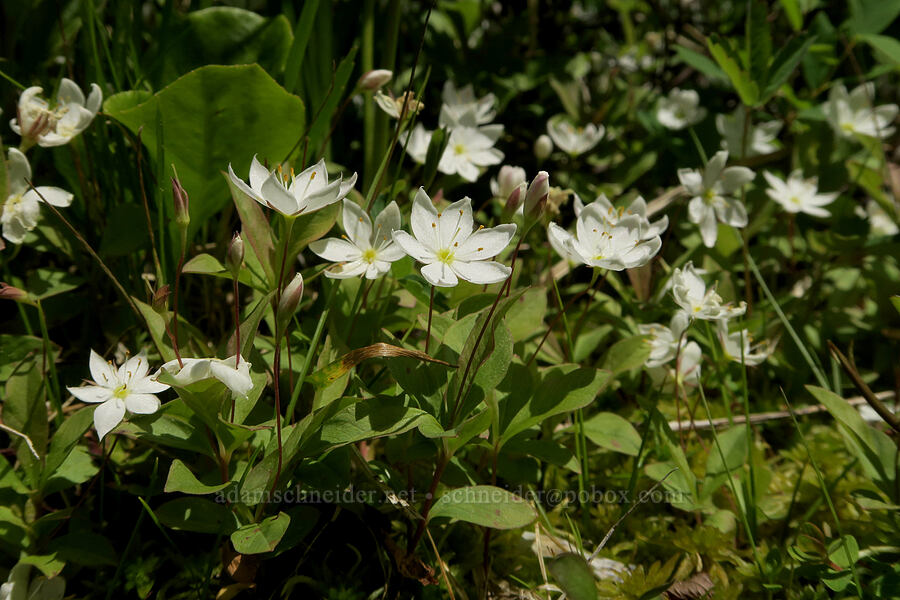 arctic starflowers (Lysimachia europaea ssp. arctica (Trientalis arctica ssp. arctica)) [Multorpor Fen, Mt. Hood National Forest, Clackamas County, Oregon]