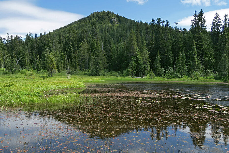 Multorpor Mountain [Multorpor Fen, Mt. Hood National Forest, Clackamas County, Oregon]