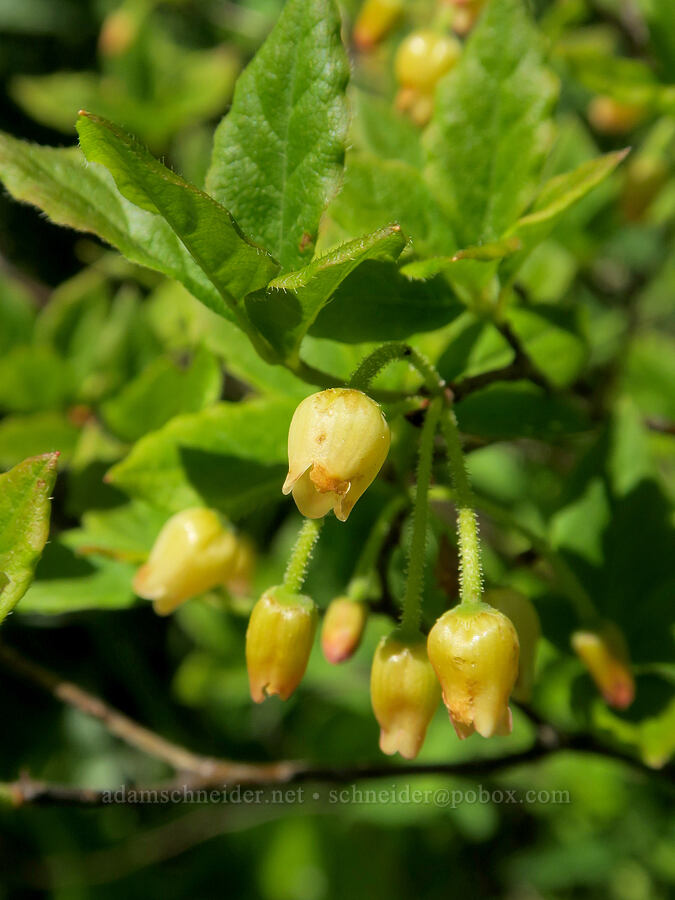 fool's huckleberry flowers (Menziesia ferruginea (Rhododendron menziesii)) [Multorpor Fen, Mt. Hood National Forest, Clackamas County, Oregon]