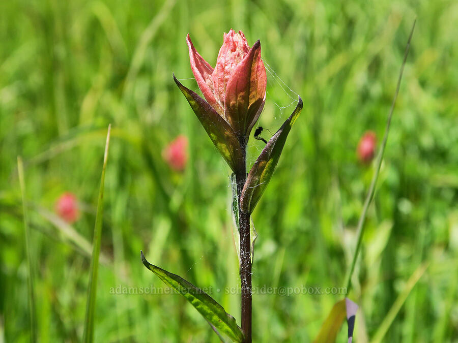 pinkish paintbrush (Castilleja miniata) [Multorpor Fen, Mt. Hood National Forest, Clackamas County, Oregon]