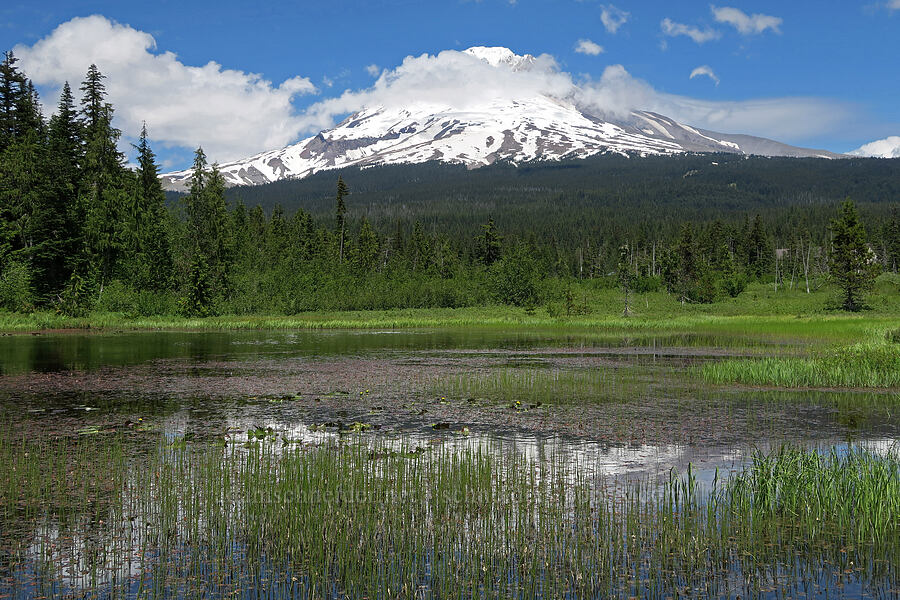 Mount Hood & Multorpor Fen [Multorpor Fen, Mt. Hood National Forest, Clackamas County, Oregon]