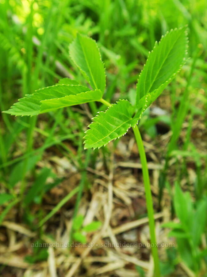 kneeling angelica leaf (Angelica genuflexa) [Multorpor Fen, Mt. Hood National Forest, Clackamas County, Oregon]