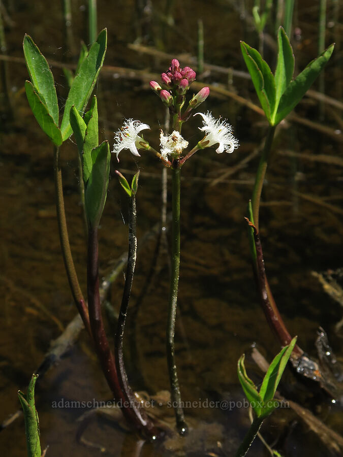 bog-bean (buckbean) flowers & leaves (Menyanthes trifoliata) [Multorpor Fen, Mt. Hood National Forest, Clackamas County, Oregon]