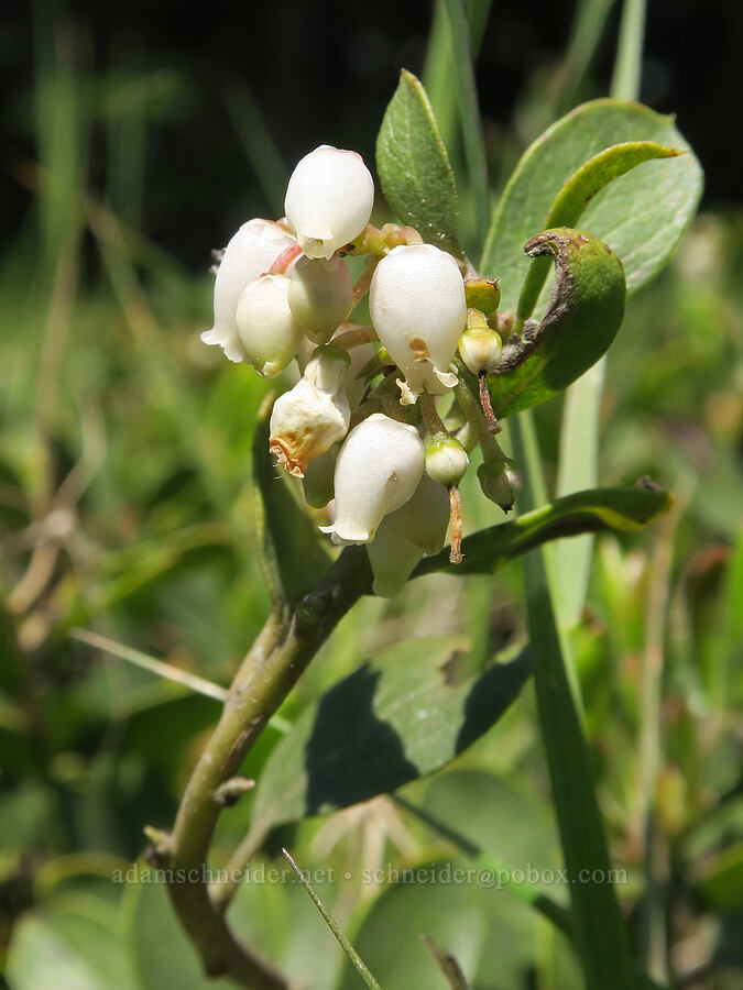 pine-mat manzanita (Arctostaphylos nevadensis) [Mt. Hood Ski Bowl, Mt. Hood National Forest, Clackamas County, Oregon]