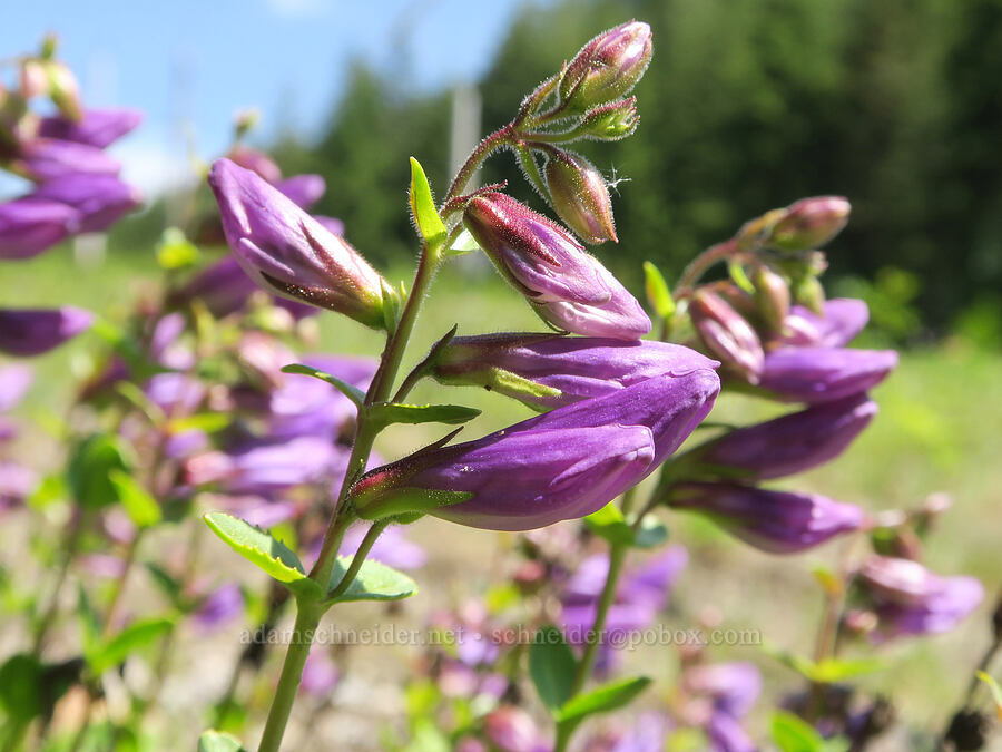 Cardwell's penstemon (Penstemon cardwellii) [Mt. Hood Ski Bowl, Mt. Hood National Forest, Clackamas County, Oregon]
