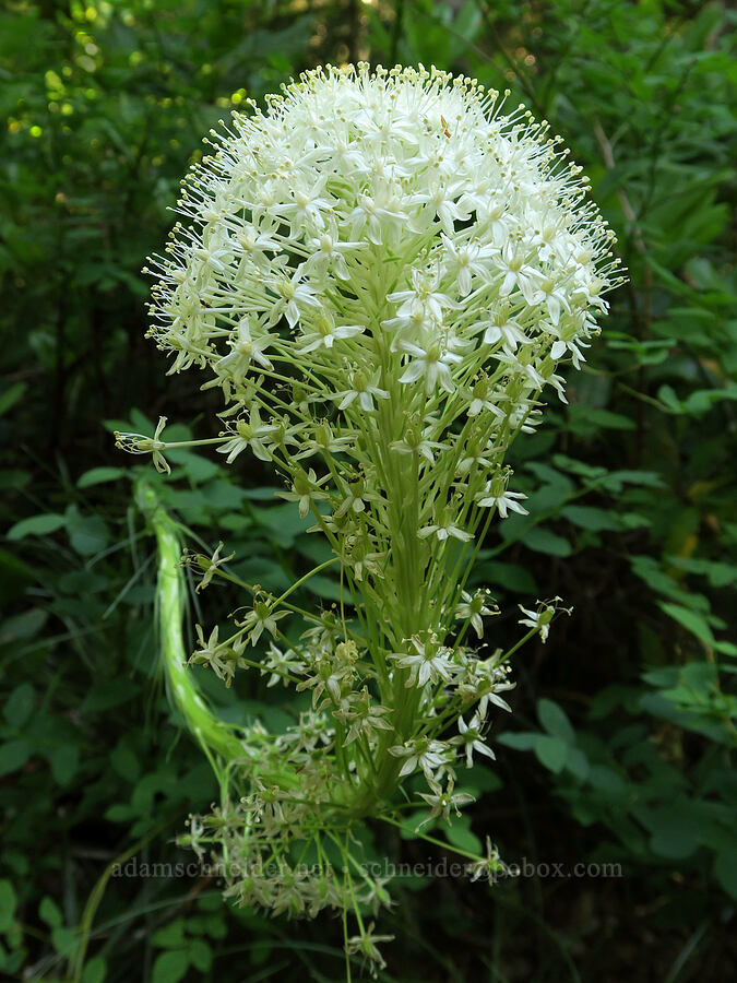 beargrass (Xerophyllum tenax) [Parish Lake Trail, Willamette National Forest, Linn County, Oregon]