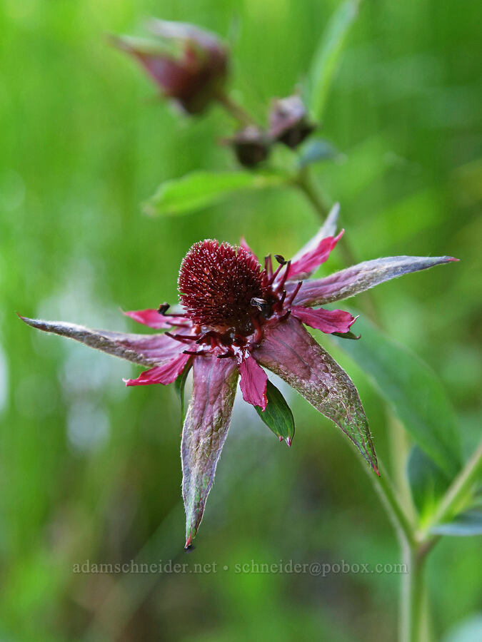 purple marsh cinquefoil (Comarum palustre (Potentilla palustris)) [Parish Lake, Willamette National Forest, Linn County, Oregon]