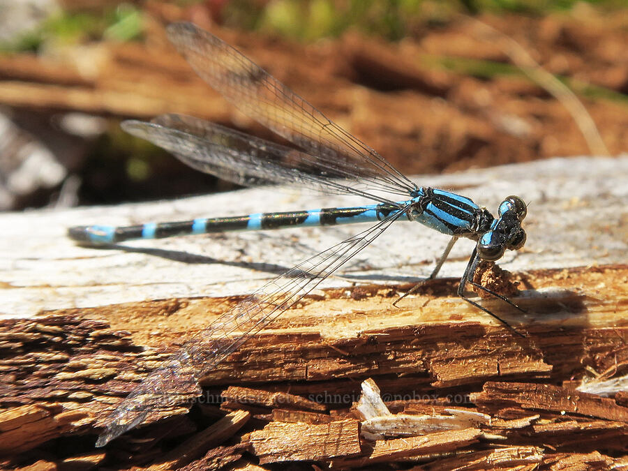 bluet damselfly (Enallagma sp.) [Parish Lake, Willamette National Forest, Linn County, Oregon]