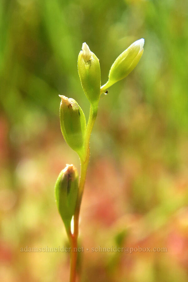 round-leaf sundew flowers, budding (Drosera rotundifolia) [Parish Lake, Willamette National Forest, Linn County, Oregon]