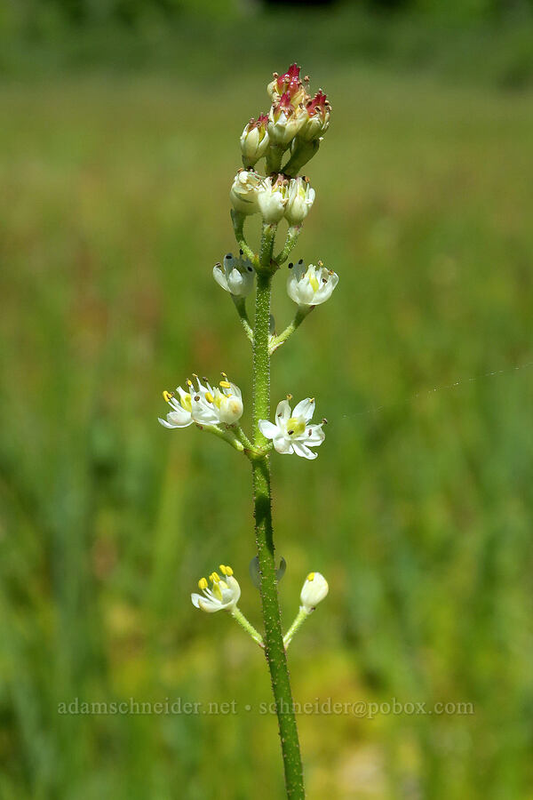 western false asphodel (Triantha occidentalis ssp. brevistyla (Tofieldia glutinosa var. brevistyla)) [Parish Lake, Willamette National Forest, Linn County, Oregon]