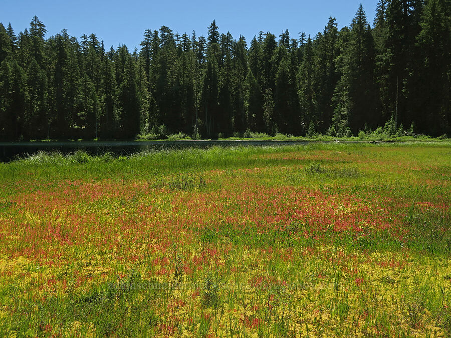 Parish Lake's bog [Parish Lake, Willamette National Forest, Linn County, Oregon]