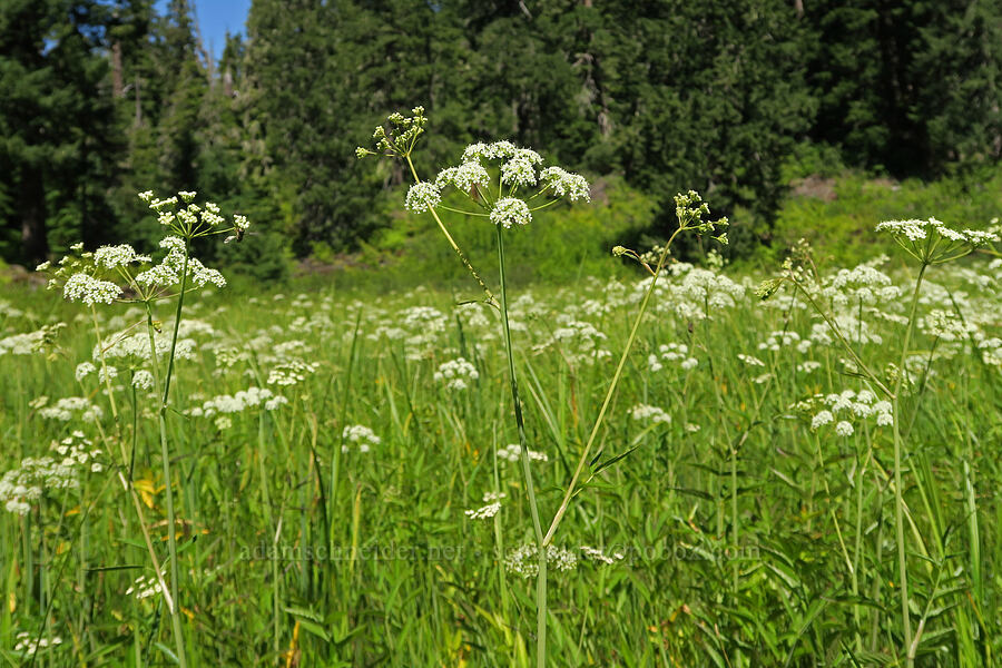 western water-hemlock (Cicuta douglasii) [Parish Lake, Willamette National Forest, Linn County, Oregon]