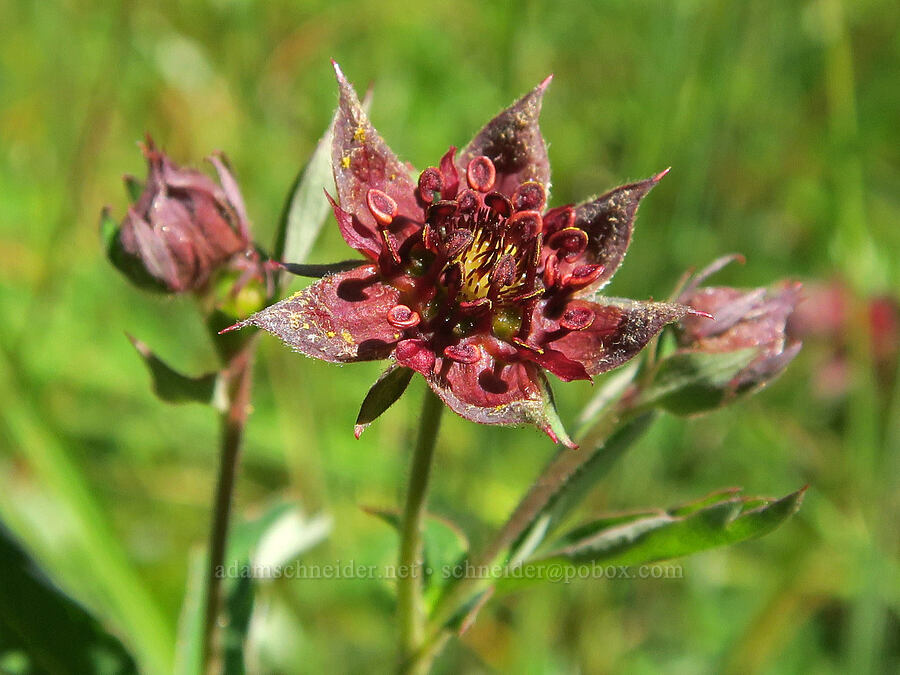 purple marsh cinquefoil (Comarum palustre (Potentilla palustris)) [Parish Lake, Willamette National Forest, Linn County, Oregon]