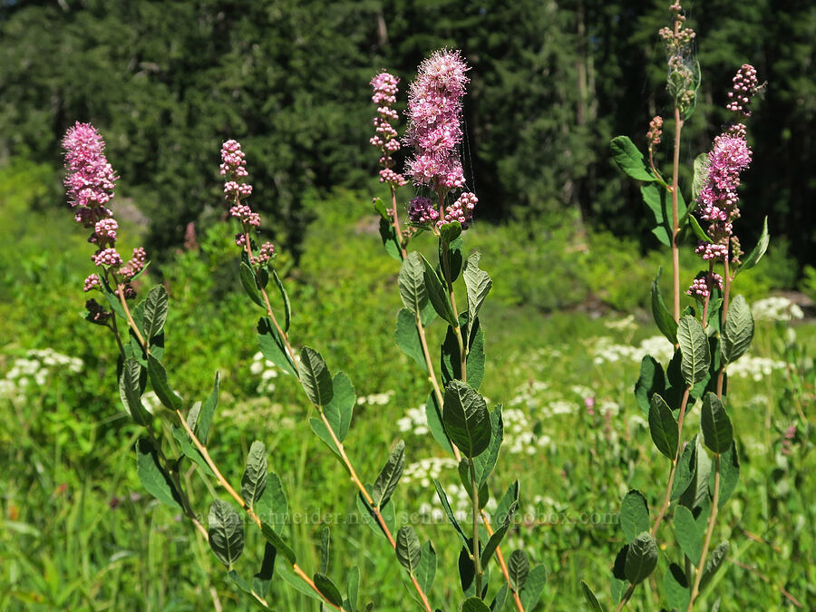 Douglas' spirea (hardhack) (Spiraea douglasii) [Parish Lake, Willamette National Forest, Linn County, Oregon]