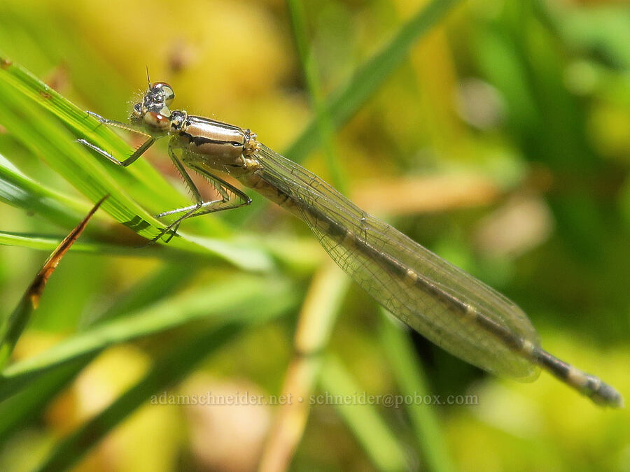 brown damselfly (Enallagma sp.) [Parish Lake, Willamette National Forest, Linn County, Oregon]